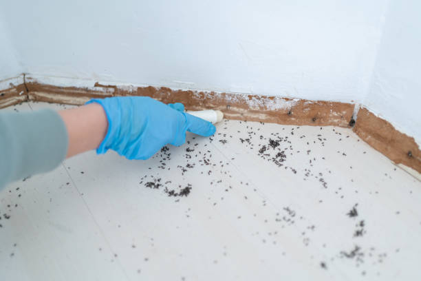 Best Termite Control Services  in Huntgburg, IN